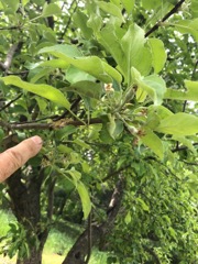 Apple buds in graft